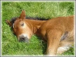 Comment s'appelle les bb des chevaux ?