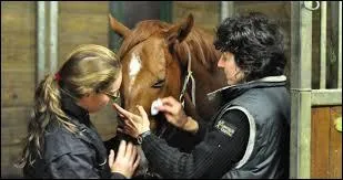 Comment s'appelle le docteur des chevaux ?