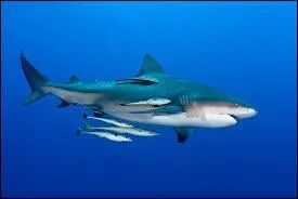 Ancienne colonie portugaise, frontalier de l'Afrique du Sud, l'ancienne championne olympique d'athltisme Maria Mutola, immense faade maritime.