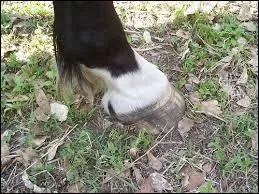 Quelle est cette balzane ?