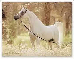 De quelle robe est ce cheval ?