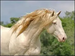 De quelle robe est ce cheval ?