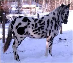 De quelle robe est ce cheval ?