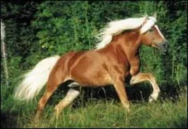 De quelle robe est ce cheval ?