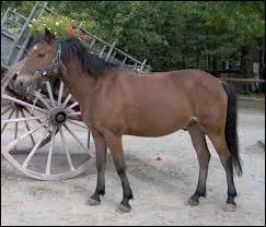 De quelle robe est ce cheval ?