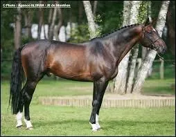 De quelle robe est ce cheval ?