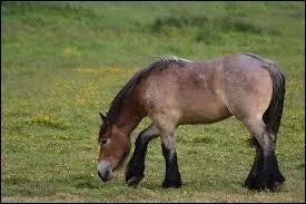 De quelle robe est ce cheval ?