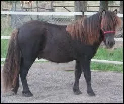 De quelle robe est ce poney ?
