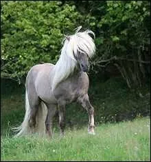 De quelle robe est ce cheval ?