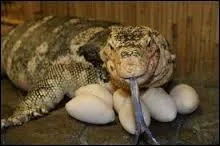 Qui est Mr. Kipling ?