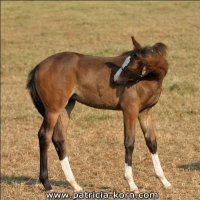 Comment s'appelle la partie compose de poils blancs vers les sabots ?