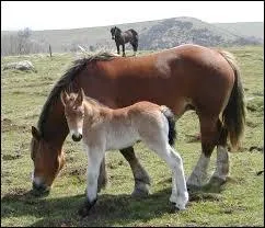 O se trouve la fourchette ?