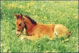 Quel accessoire sert  nettoyer et brosser un cheval ?