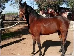 Jusqu' combien de temps un cheval peut-il vivre ?