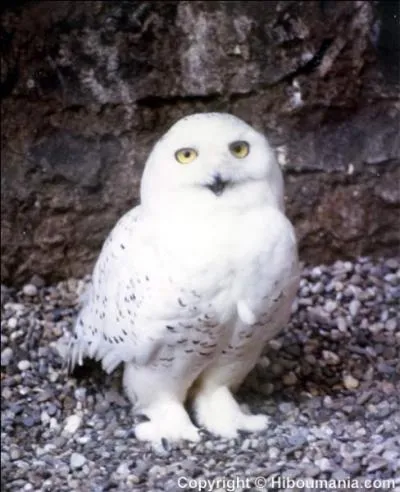 Cette femme, elle est chouette !