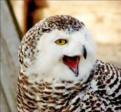 Crier  la chouette :