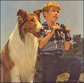 Lequel de ces chiens ne fait pas partie du Walk of Fame  Hollywood ?