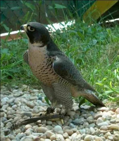 Allemagne. Mieux vaut s'asseoir avec le hibou que voler avec le ...