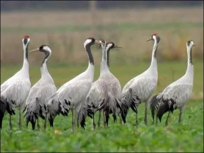Allemagne. Les chouettes ne volent pas avec les ...