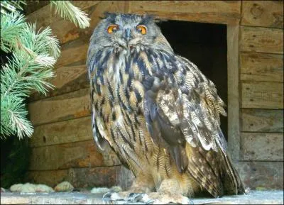 Le malheur comme le ... , vite la lumire.