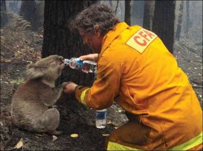 L'incendie a ravag les forts d'eucalyptus, il a trs soif, o vous trouvez-vous ?