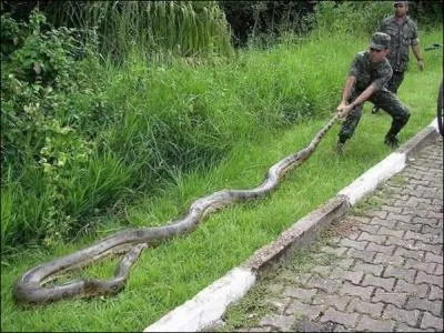L'anaconda est le serpent le plus lourd du monde, dans lequel de ces trois pays pouvez-vous le trouver ?