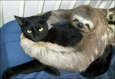 L'animal de droite ne passe pas pour un modle de rapidit, pour le voir, prenez l'avion pour ...