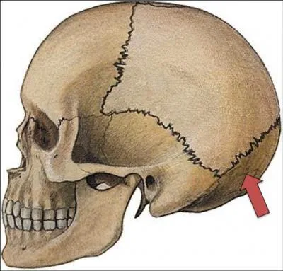 Comment s'appelle cette partie ?