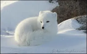 Le renard polaire est le seul mammifre natif d'Islande. vrai ou faux ?