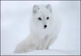 Est-ce que le renard arctique est considr par I'UCN comme tant une espce menace ?