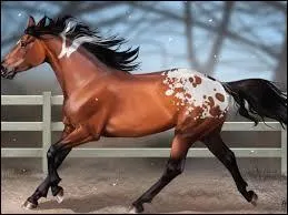 Quelle est la race de cette jument ?