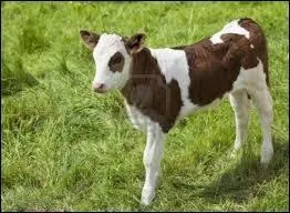 Quel est le 2e nom que porte le petit de la vache ?