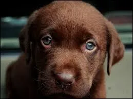 De quelle couleur est ce chien ?