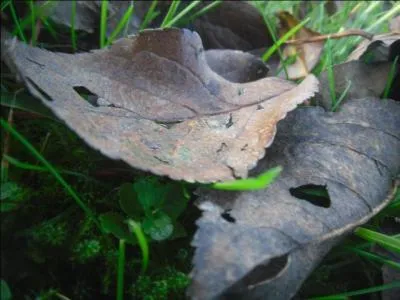 Quel est son ancien mtier ?