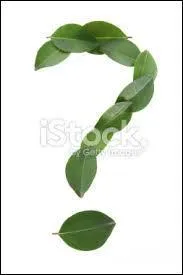 Lacaria amthyste, je suis :