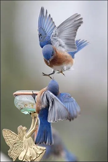 D'aprs Juliette Grco, un petit poisson peut avoir une amiti particulire !