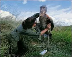 Quel est son tat dans l'UICN ?