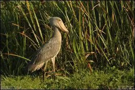 Quelle est son esprance de vie ?