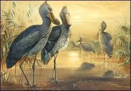 Dans quel habitat peut-on le trouver ?