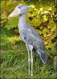 Quelle est sa hauteur ?