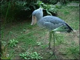 Quel est son poids ?