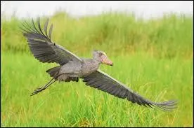 Dans quelle rpartition du globe vit-il ?