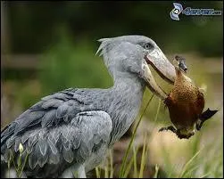 De quoi fait office son bec pour enfoncer une carapace de tortue ou fracasser le crne d'un petit crocodile ?