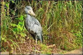 Le bec-en-sabot vit en :