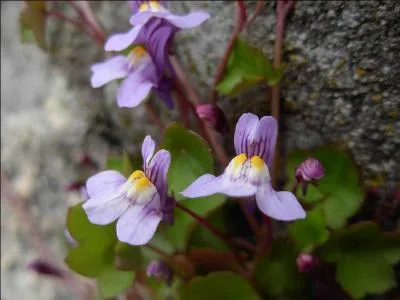 Quel petit nom a-t-on donn  cette fleur, poussant sur les vieux murs (autrement appele  cymbalaire ) ?