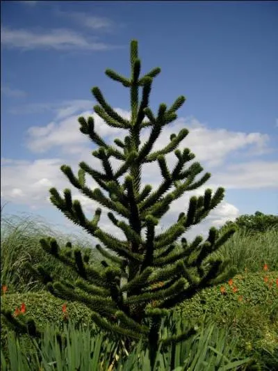 Quel nom imag a-t-on donn  ce conifre sud-amricain,  cause des feuilles piquantes rparties sur son tronc et ses branches ?