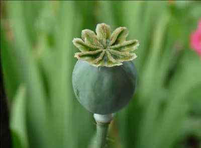 Comment s'appelle la rgion d'Asie du sud-est o l'on cultive le plus le pavot  opium utilis pour la fabrication de psychotropes ?