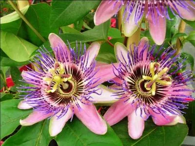  quelle relique chrtienne les jsuites ont-ils pens en dcouvrant la fleur de la passiflore en Amrique ?