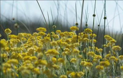 O trouve-t-on principalement cette fleur, appele  immortelle , qui est trs utilise pour faire des bouquets schs ?