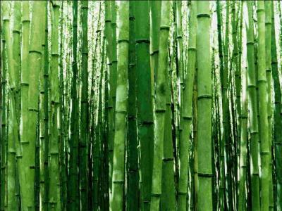 Quelle est l'une des caractristiques la plus remarquable du bambou ?